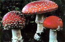 Amanita muscaria