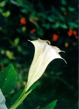 Datura stramonium