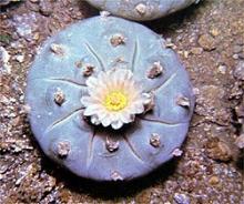 Lophophora wiliamsi